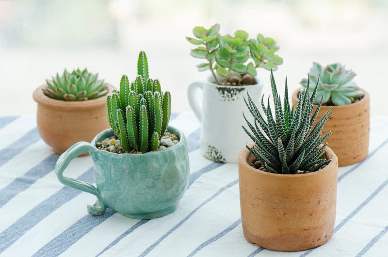 plantas de interior